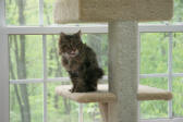 Lilly loved the cat tree!