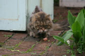 Lilly in the old neighborhood before rescue, trying to eat part of a hotdog